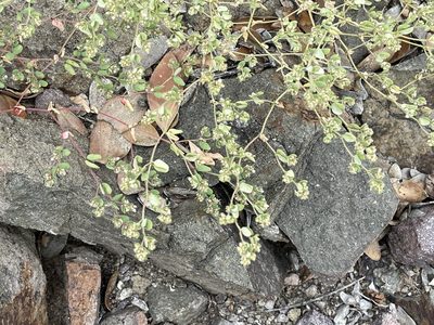 Euphorbia setiloba, photographed by CK2AZ