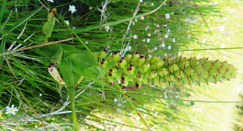 Corycium orobanchoides, photographed by linkie