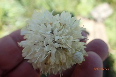 Cephalaria oblongifolia, photographed by Peter Warren