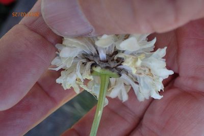 Cephalaria oblongifolia, photographed by Peter Warren