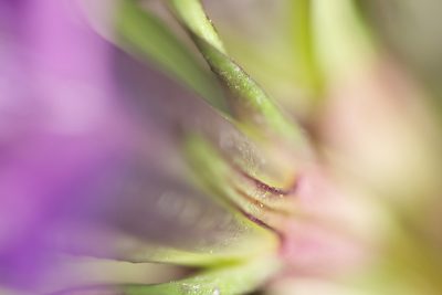 Gentianella praecox, photographed by David Sandler