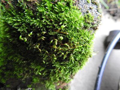 Rhynchostegium confertum, photographed by Susan Marley