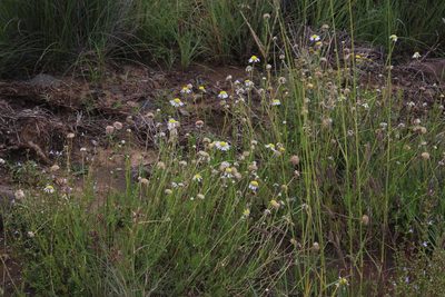 Lasiospermum bipinnatum, photographed by Tony Rebelo
