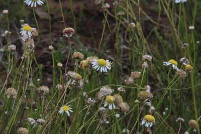 Lasiospermum bipinnatum, photographed by Tony Rebelo