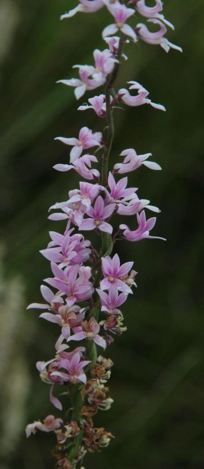 Cyphia stenopetala, photographed by Tony Rebelo