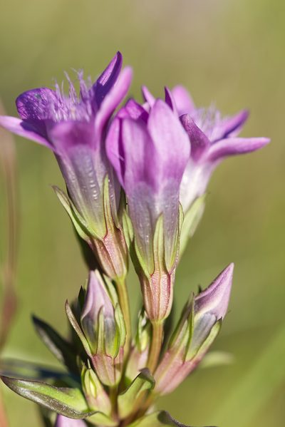 Gentianella praecox, photographed by David Sandler