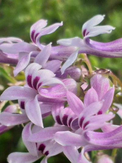 Cyphia sylvatica, photographed by kevin koen