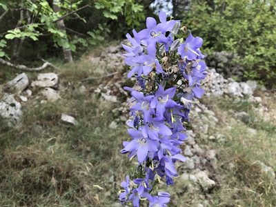 Campanula pyramidalis, photographed by Pavel Kacl