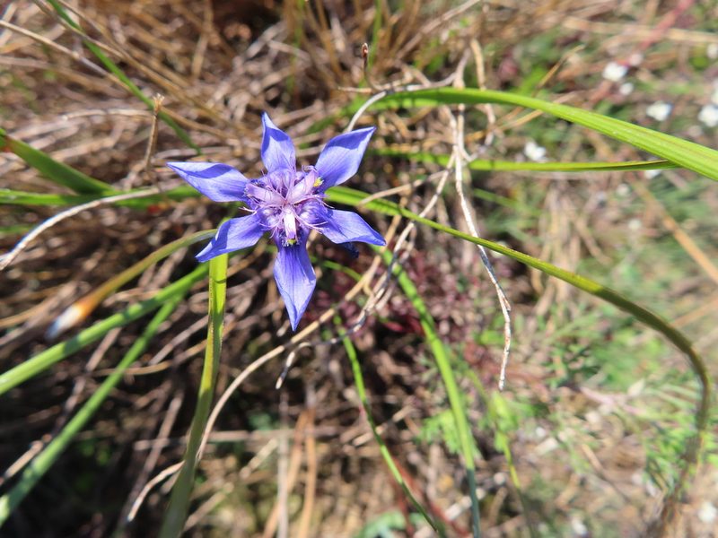 Moraea lugubris, photographed by linkie