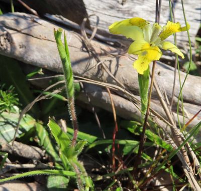 Moraea papilionacea, photographed by linkie
