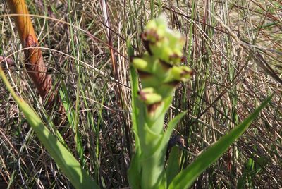 Corycium orobanchoides, photographed by linkie