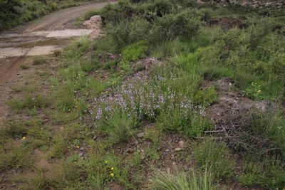 Salvia repens, photographed by Tony Rebelo