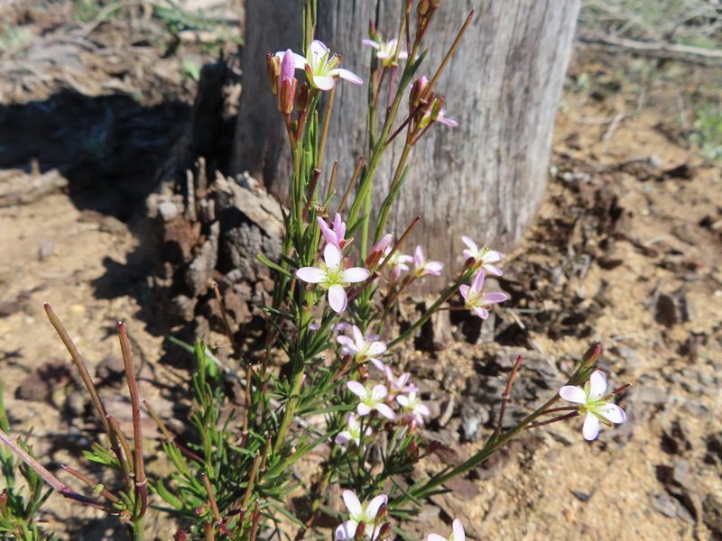 Heliophila scoparia, photographed by linkie