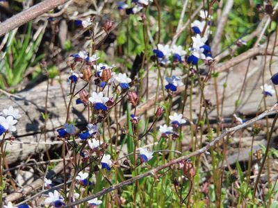 Nemesia barbata, photographed by linkie