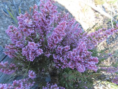 Erica quadrangularis, photographed by linkie