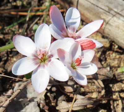 Geissorhiza ovata, photographed by linkie