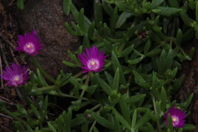 Delosperma grantiae, photographed by Tony Rebelo