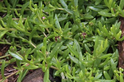Delosperma grantiae, photographed by Tony Rebelo