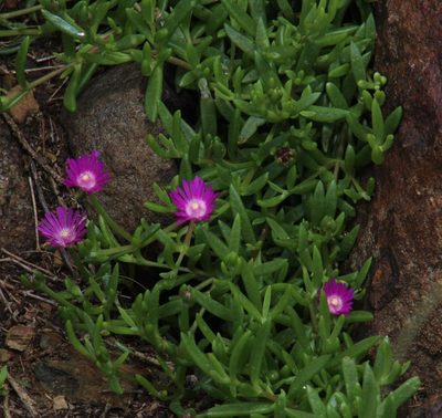 Delosperma grantiae, photographed by Tony Rebelo