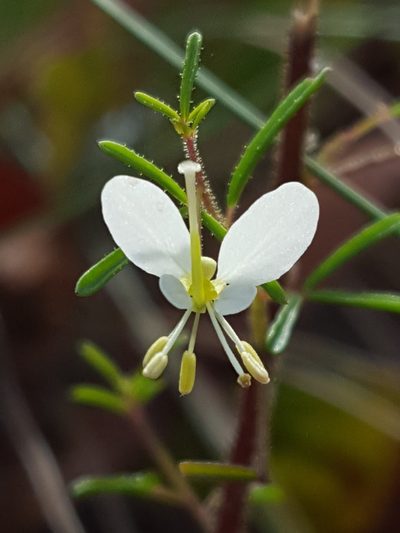 Cleome aldenella, photographed by Alex Abair