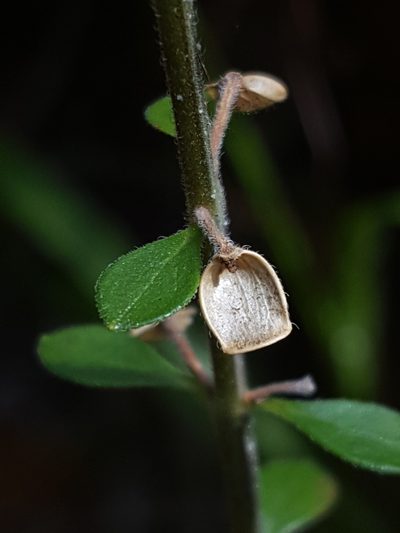 Scutellaria arenicola, photographed by Alex Abair