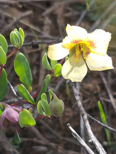 Roepera debilis, photographed by kevin koen