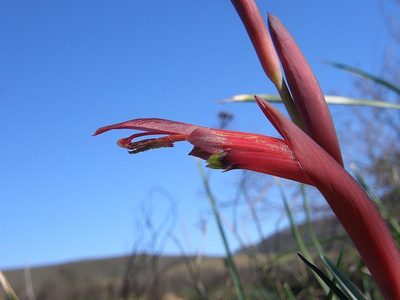Gladiolus abbreviatus, photographed by Klaus Wehrlin