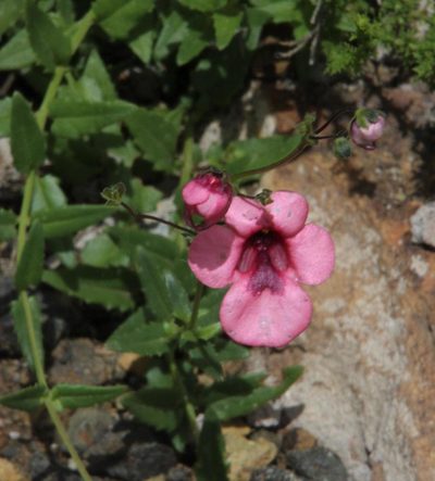 Diascia capsularis, photographed by Tony Rebelo