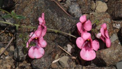 Diascia capsularis, photographed by Tony Rebelo