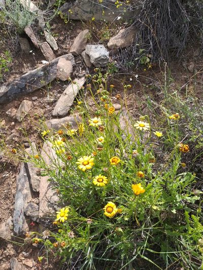 Osteospermum scariosum, photographed by kevin koen