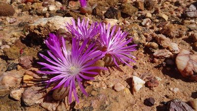 Diplosoma retroversum, photographed by Paul Emms