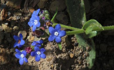 Anchusa capensis, photographed by Tony Rebelo