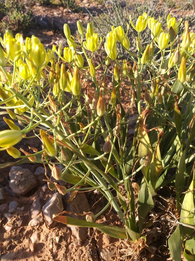Albuca schoenlandii, photographed by kevin koen