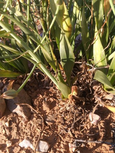 Albuca schoenlandii, photographed by kevin koen