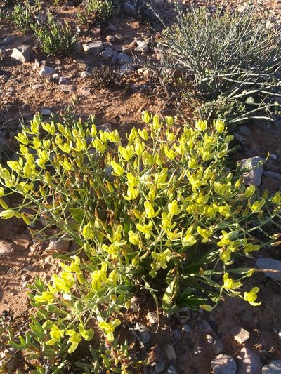 Albuca schoenlandii, photographed by kevin koen