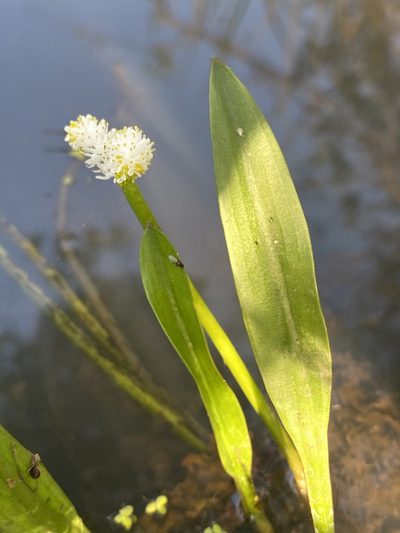 Aponogeton natalensis, photographed by Linda Loffler