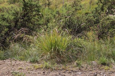 Miscanthus ecklonii, photographed by Tony Rebelo