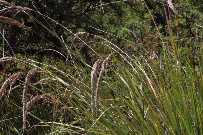 Miscanthus ecklonii, photographed by Tony Rebelo