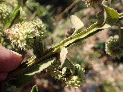 Laggera crispata, photographed by Peter Warren