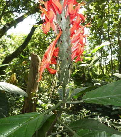 Pachystachys spicata, photographed by Helio Lourencini