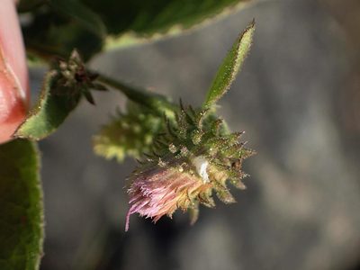 Laggera crispata, photographed by Peter Warren