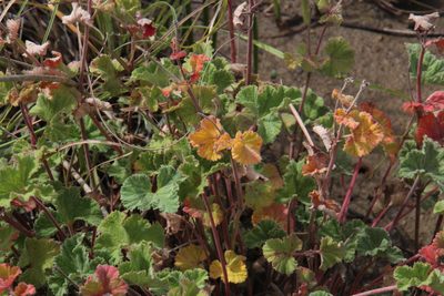Pelargonium hypoleucum, photographed by Tony Rebelo