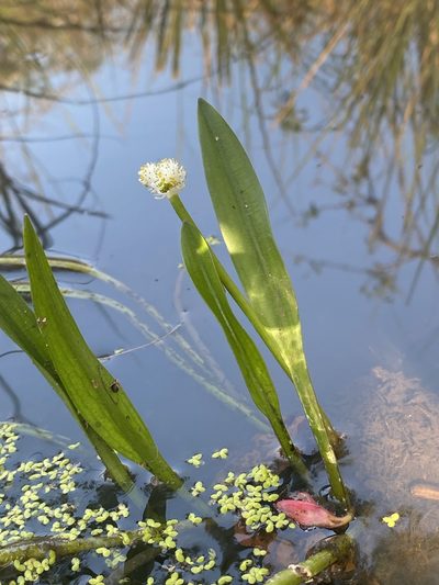 Aponogeton natalensis, photographed by Linda Loffler
