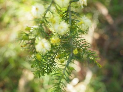 Acacia verticillata, photographed by ianrainbow