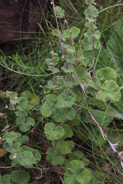 Pelargonium hypoleucum, photographed by Tony Rebelo