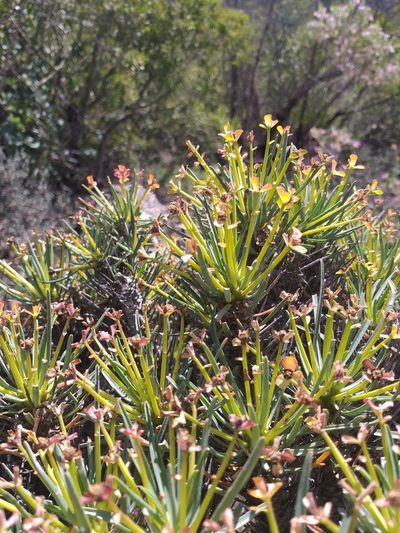 Euphorbia multifolia, photographed by kevin koen