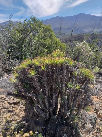 Euphorbia multifolia, photographed by kevin koen