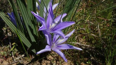 Babiana sambucina, photographed by Paul Emms