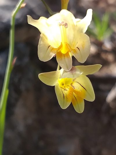 Freesia refracta, photographed by kevin koen