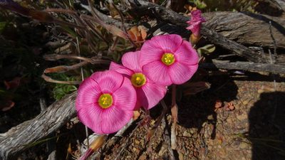 Oxalis obtusa, photographed by Paul Emms